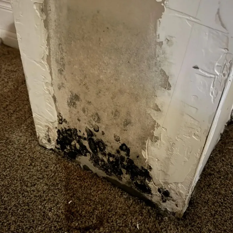 Professional Mold Removal in Bude, MS